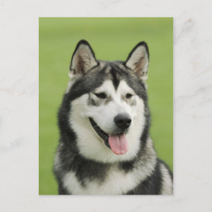 Cartão Postal Malamute do Alasca