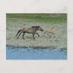 Cartão Postal malandro