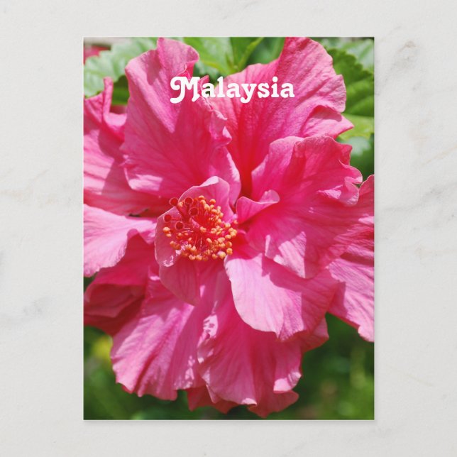 Cartão Postal Malásia Hibiscus (Frente)