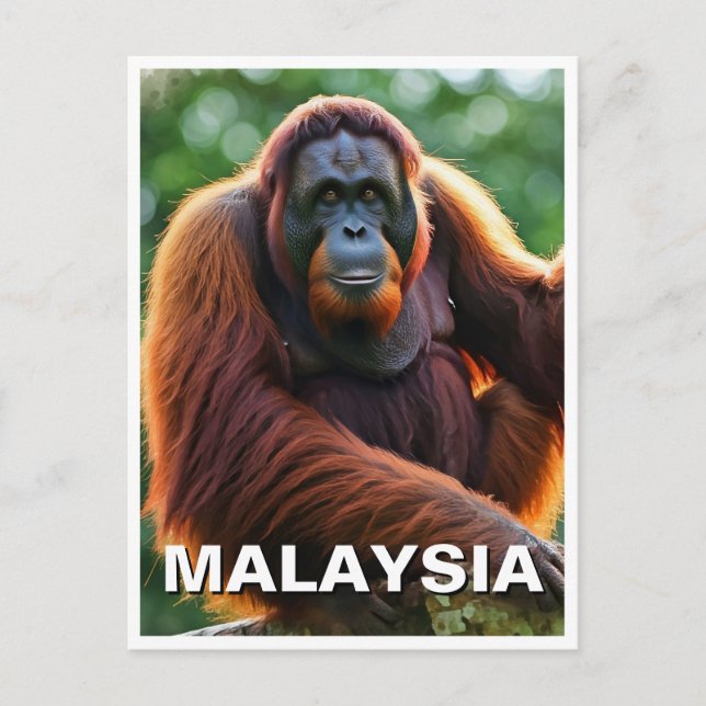 Cartão Postal Malásia Orangutan (Frente)