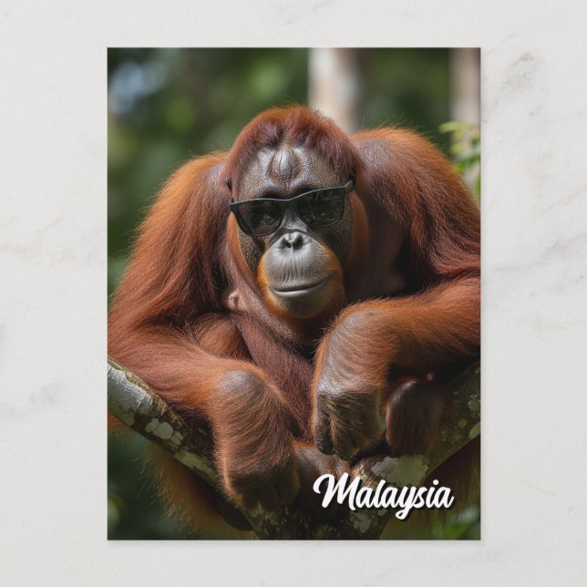 Cartão Postal Malásia Orangutan com óculos de sol (Frente)