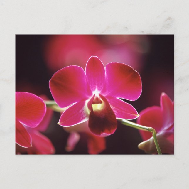 Cartão Postal Malásia, Orquídea (Frente)