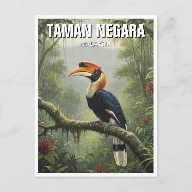 Cartão Postal Malásia Taman Negara Hornbill (Frente)