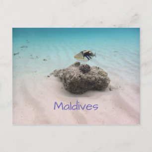 Cartão Postal Maldivas Blue Ocean White Sand Coral Triggerfish