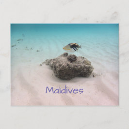 Cartão Postal Maldivas Blue Ocean White Sand Coral Triggerfish