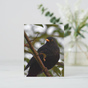 Cartão Postal Male Blackbird