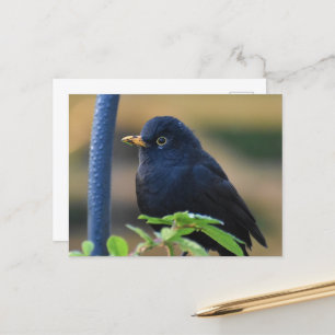Cartão Postal Male Blackbird