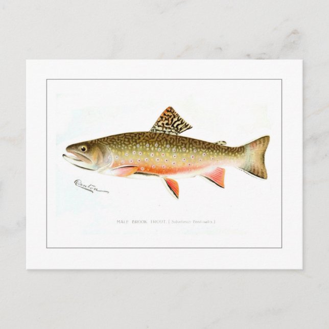 Cartão Postal Male Brook Trout (Frente)