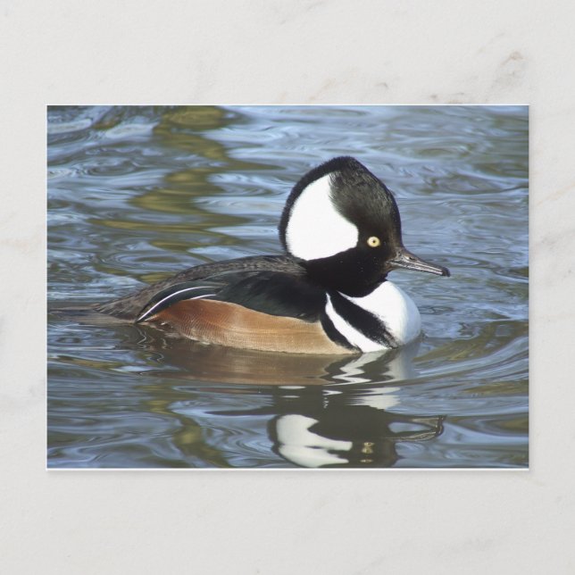 Cartão Postal Male Bufflehead (Frente)