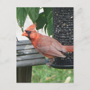 Cartão Postal Male Cardinal