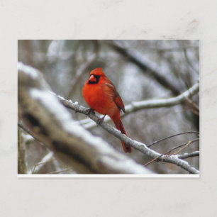 Cartão Postal Male Cardinal