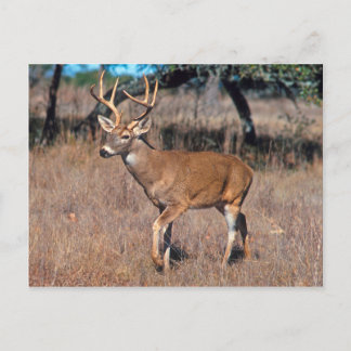 Cartão Postal Male Deer Buck Com Antlers