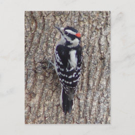 Cartão Postal Male Downy Woodpecker Bird Postcard