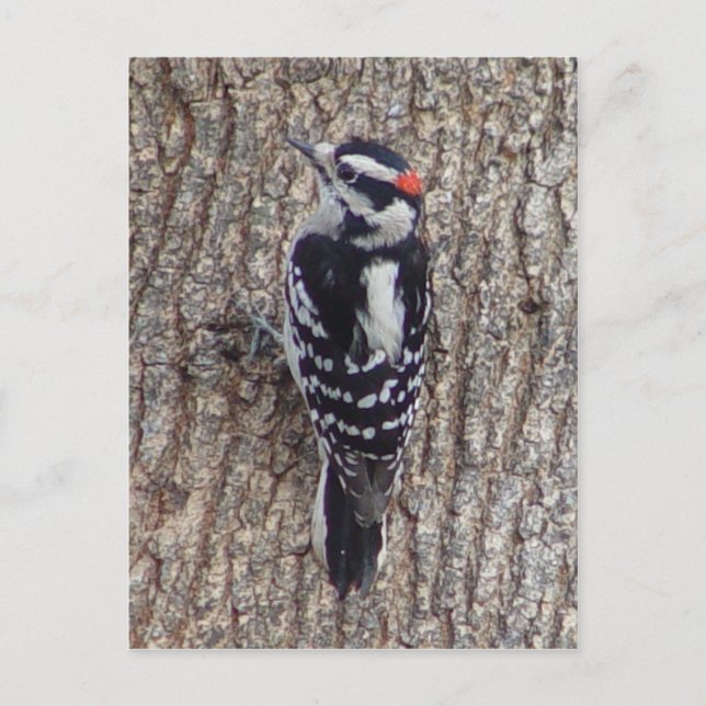 Cartão Postal Male Downy Woodpecker Bird Postcard (Frente)