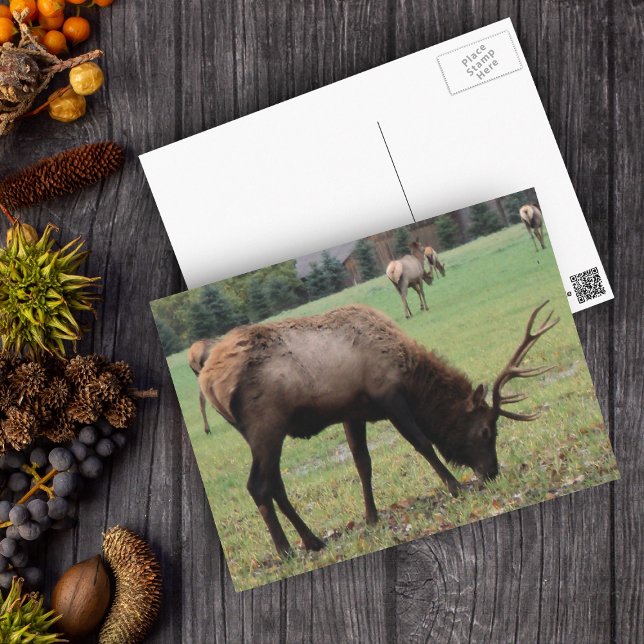 Cartão Postal Male Elk Fotografia Antlers Campo Outono (Real photo of male elk with antlers in grassy field on postcard.)