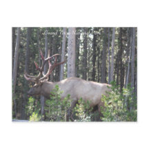 Male Elk, Grand Teton National Park, Fotografia