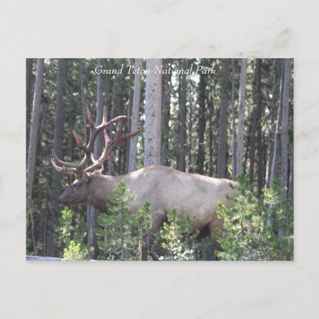 Cartão Postal Male Elk, Grand Teton National Park, Fotografia (Frente)