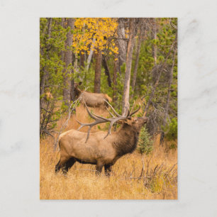 Cartão Postal Male elk   Rocky Mountain National Park, Colorado