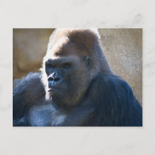Cartão Postal Male Gorilla