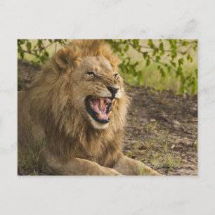 Cartão Postal Male lion snarling (Panthera leo), Okavango