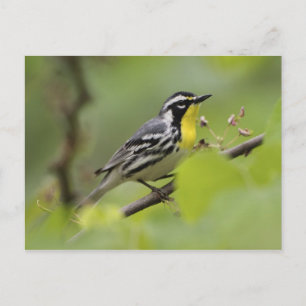Cartão Postal Male Yellow-throated Warbler, Dendroica