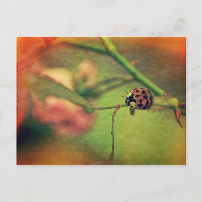 Cartão Postal Malerischer Marienkäfer (Frente)