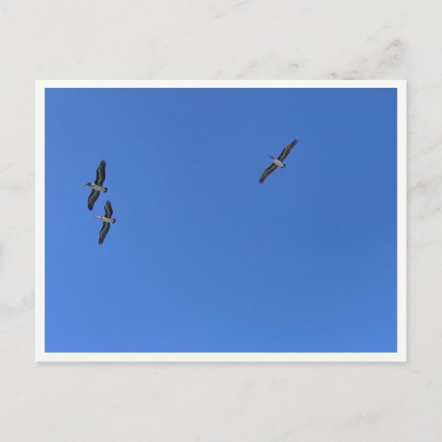 Cartão Postal Malibu Birds in Flight – Wildlife Photography (Frente)