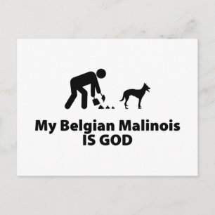 Cartão Postal Malinois belgas