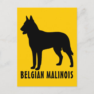 Cartão Postal Malinois belgas