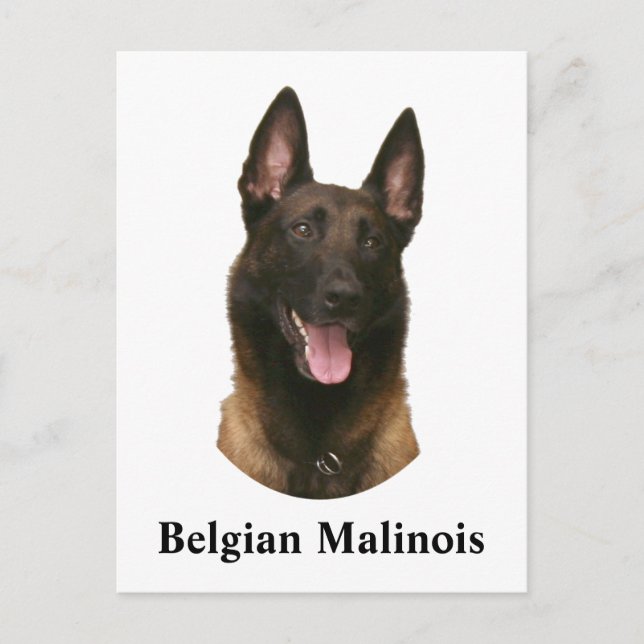 Cartão Postal malinois belgas (Frente)
