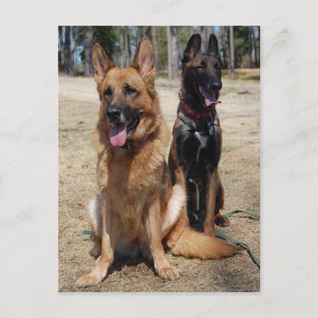 Cartão Postal Malinois belgas e German shepherd (Frente)