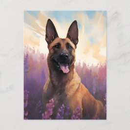 Cartão Postal Malinois belgas no campo da Lavanda