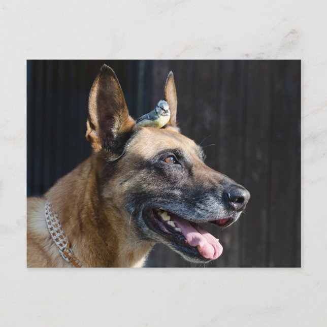 Cartão Postal Malinois (Hund) mit Blaumeise (Frente)