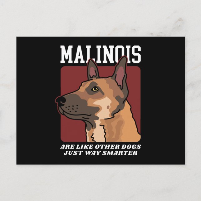 Cartão Postal Malinois São Malinois Belgas Mais Inteligentes (Frente)