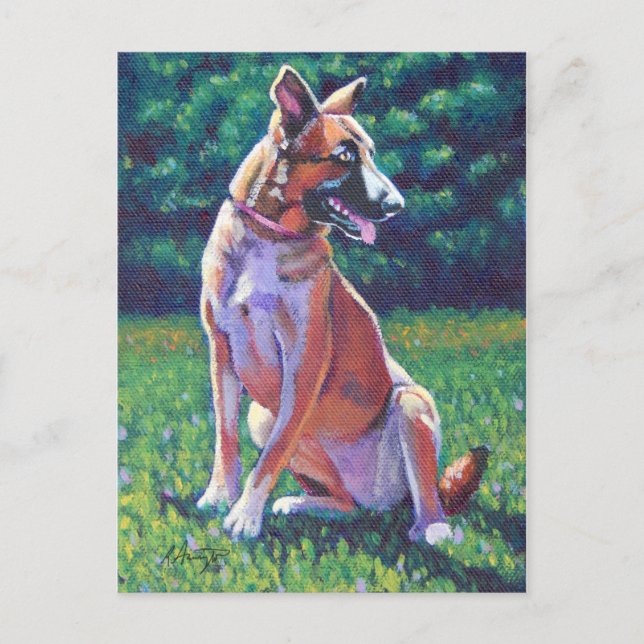 Cartão Postal Malinois Shepherd em Grassy Field (Frente)