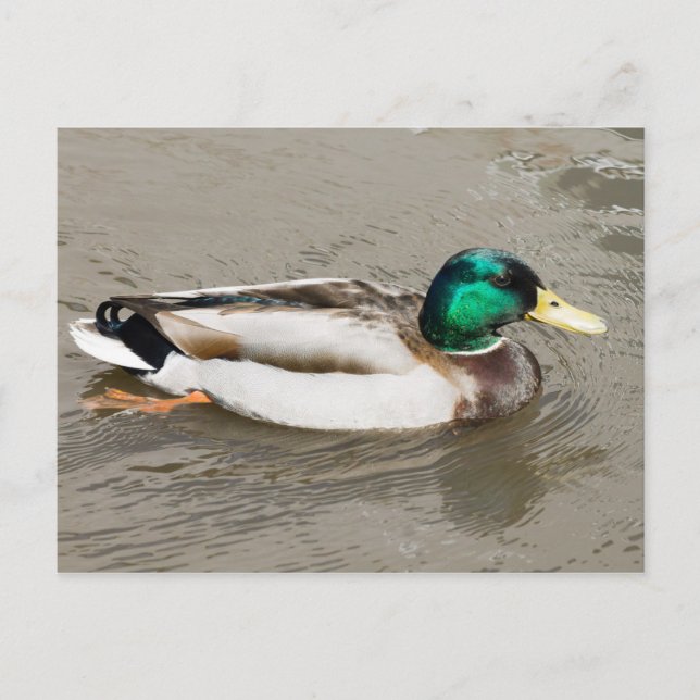Cartão Postal Mallard (Frente)