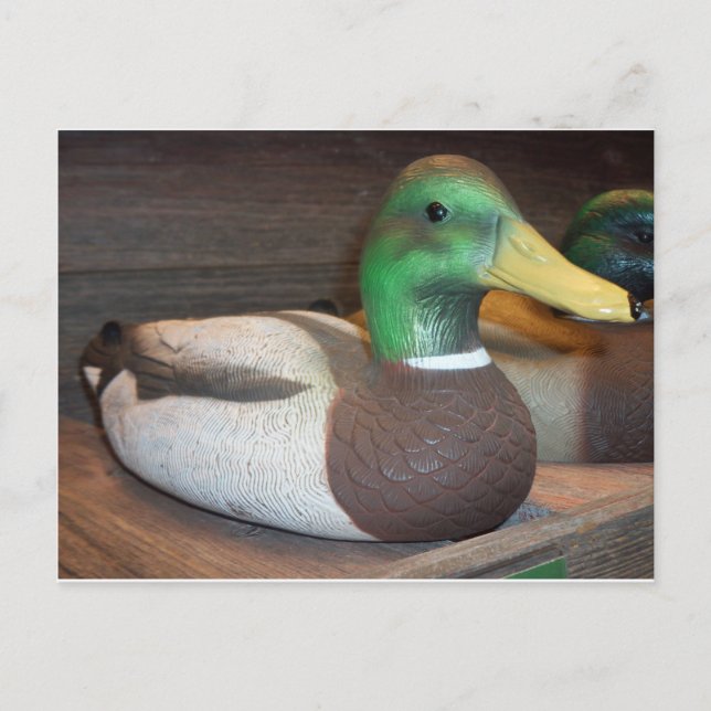 Cartão Postal Mallard Decoy (Frente)