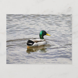 Cartão Postal Mallard Drake
