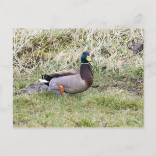 Cartão Postal Mallard Drake