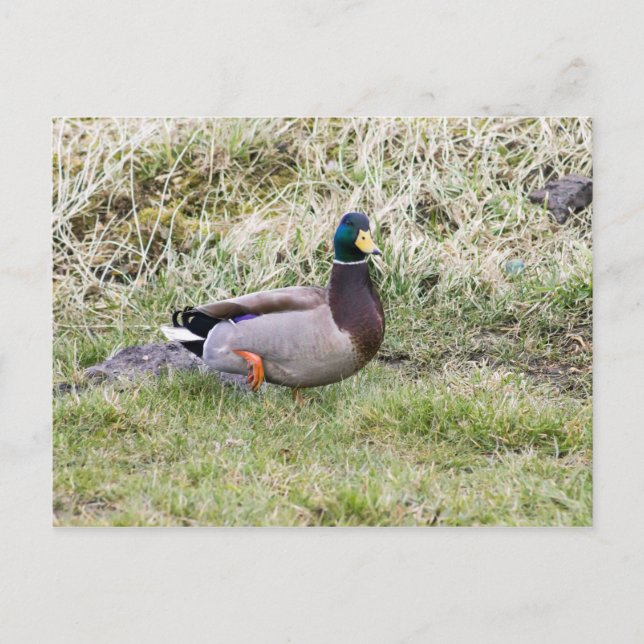 Cartão Postal Mallard Drake (Frente)
