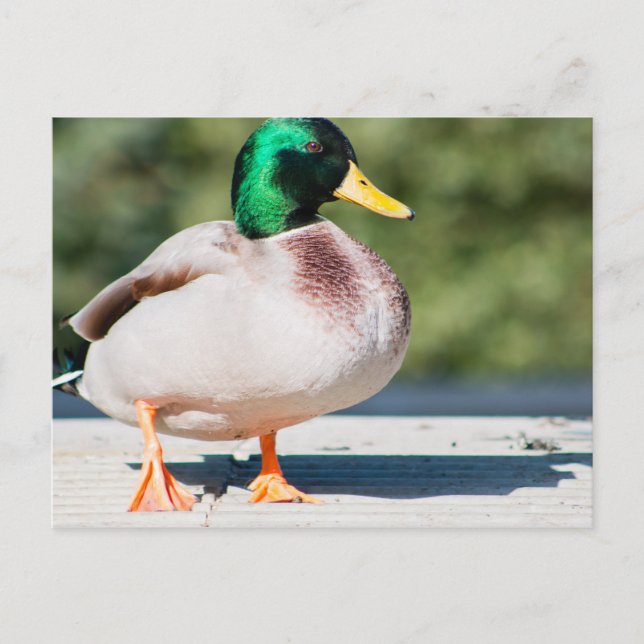 Cartão Postal Mallard Drake (Frente)