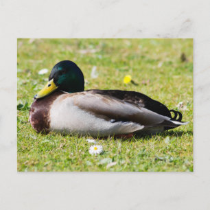 Cartão Postal Mallard Drake