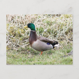 Cartão Postal Mallard Drake
