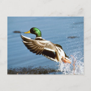 Cartão Postal Mallard Drake Duck