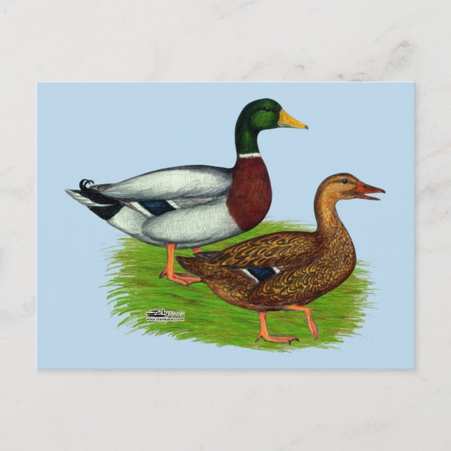 Cartão Postal Mallard Drake e Duck (Frente)