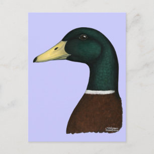Cartão Postal Mallard Drake Head