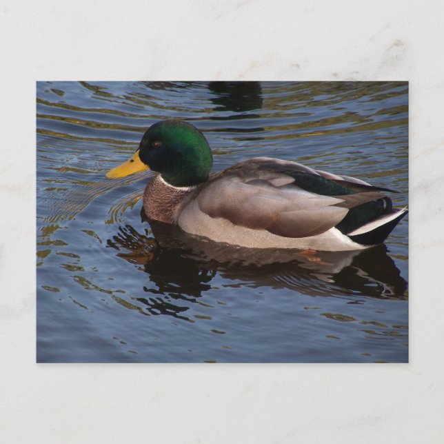 Cartão Postal Mallard Duck (Frente)