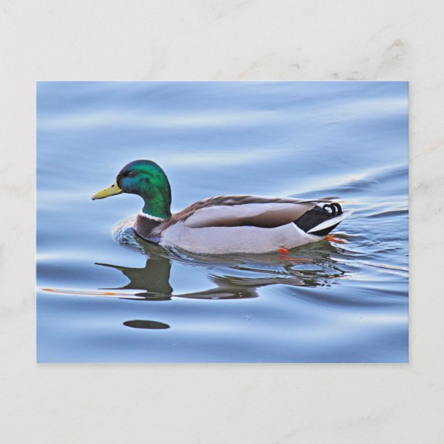 Cartão Postal Mallard Duck (Frente)