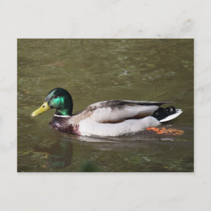 Cartão Postal Mallard Duck