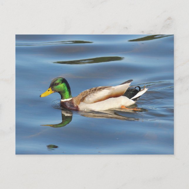 Cartão Postal Mallard Duck (Frente)